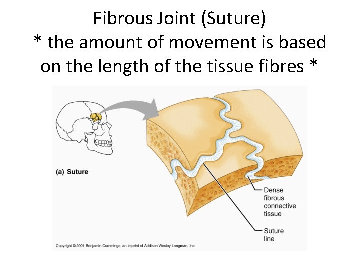 Fibrous Joint (Suture) * the amount of movement is based on the length of
