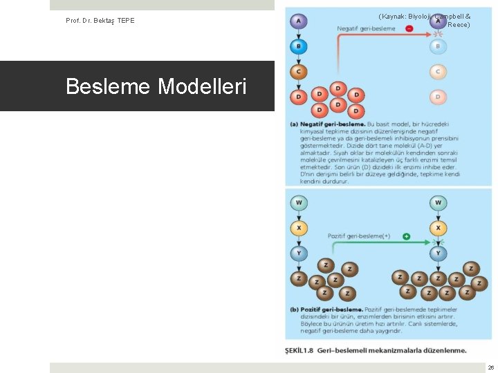 Prof. Dr. Bektaş TEPE (Kaynak: Biyoloji, Campbell & Reece) Besleme Modelleri 26 