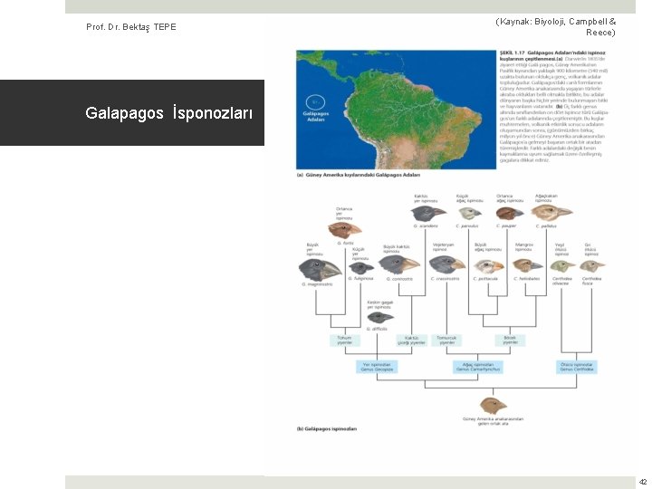 Prof. Dr. Bektaş TEPE (Kaynak: Biyoloji, Campbell & Reece) Galapagos İsponozları 42 