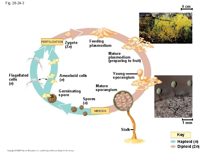 Fig. 28 -24 -3 4 cm FERTILIZATION Feeding plasmodium Zygote (2 n) Mature plasmodium