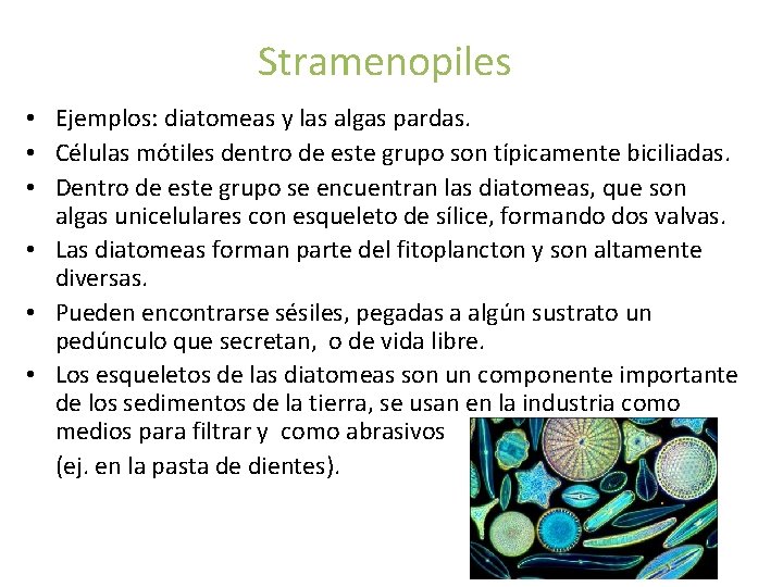 Stramenopiles • Ejemplos: diatomeas y las algas pardas. • Células mótiles dentro de este