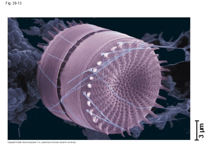 3 µm Fig. 28 -13 