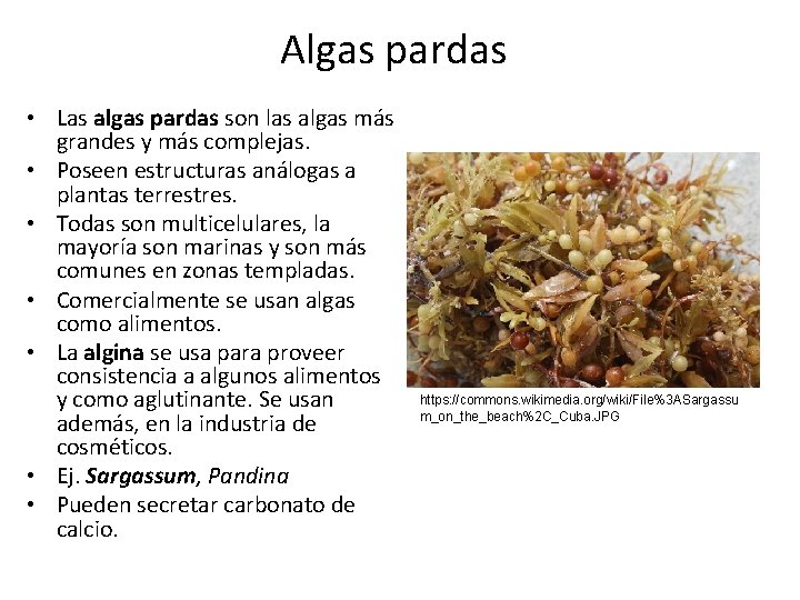 Algas pardas • Las algas pardas son las algas más grandes y más complejas.