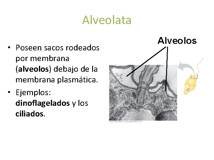 Alveolata • Poseen sacos rodeados por membrana (alveolos) debajo de la membrana plasmática. •