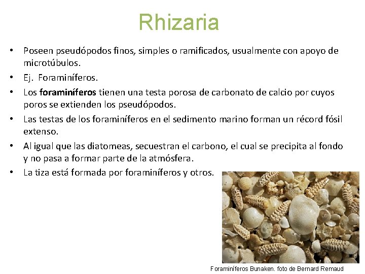 Rhizaria • Poseen pseudópodos finos, simples o ramificados, usualmente con apoyo de microtúbulos. •