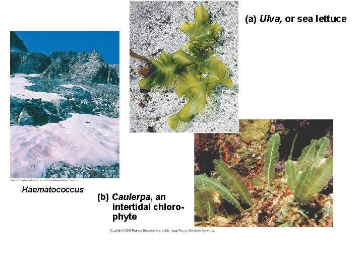 (a) Ulva, or sea lettuce Haematococcus (b) Caulerpa, an intertidal chlorophyte 
