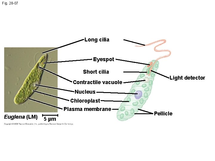 Fig. 28 -07 Long cilia Eyespot Short cilia Contractile vacuole Light detector Nucleus Chloroplast