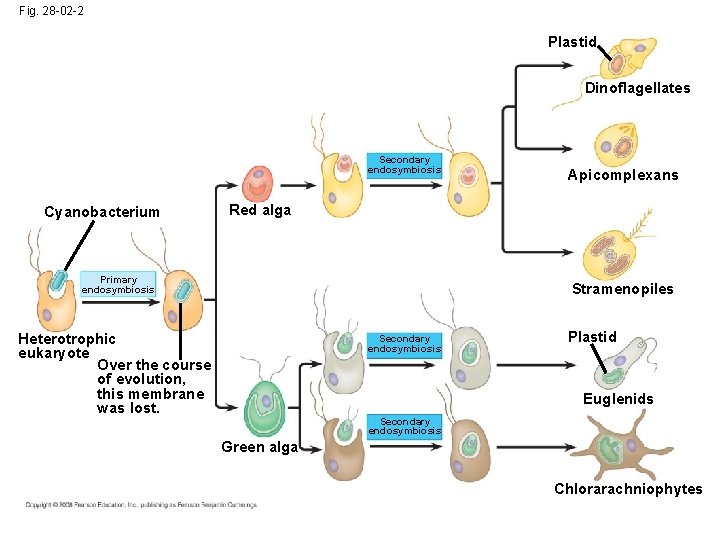 Fig. 28 -02 -2 Plastid Dinoflagellates Secondary endosymbiosis Cyanobacterium Apicomplexans Red alga Primary endosymbiosis