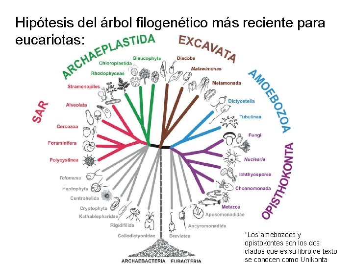 Hipótesis del árbol filogenético más reciente para eucariotas: *Los amebozoos y opistokontes son los