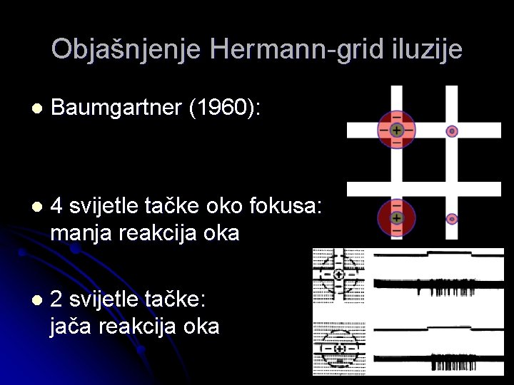 Objašnjenje Hermann-grid iluzije l Baumgartner (1960): l 4 svijetle tačke oko fokusa: manja reakcija