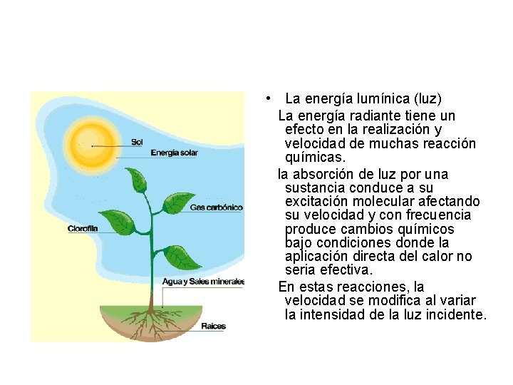  • La energía lumínica (luz) La energía radiante tiene un efecto en la