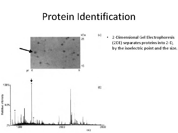 Protein Identification • 2 -Dimensional Gel Electrophoresis (2 DE) separates proteins into 2 -D,