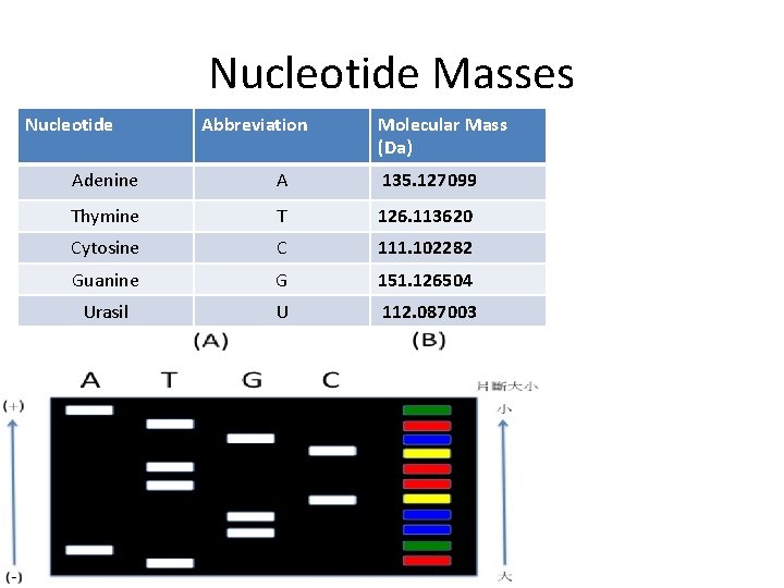 Nucleotide Masses Nucleotide Abbreviation Molecular Mass (Da) Adenine A 135. 127099 Thymine T 126.