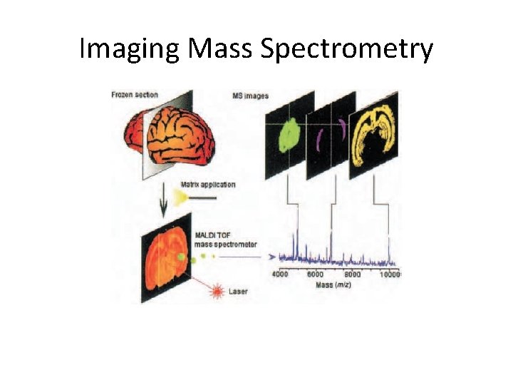 Imaging Mass Spectrometry 