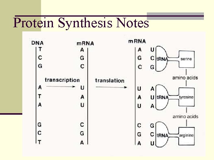 Protein Synthesis Notes 