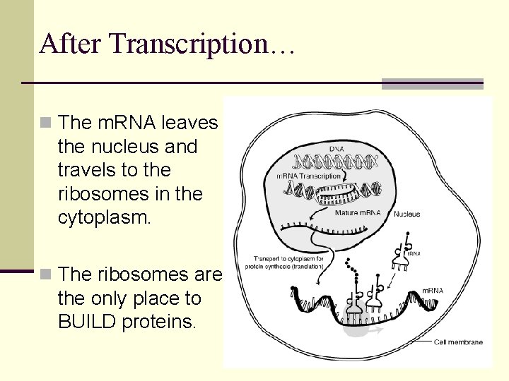 After Transcription… n The m. RNA leaves the nucleus and travels to the ribosomes