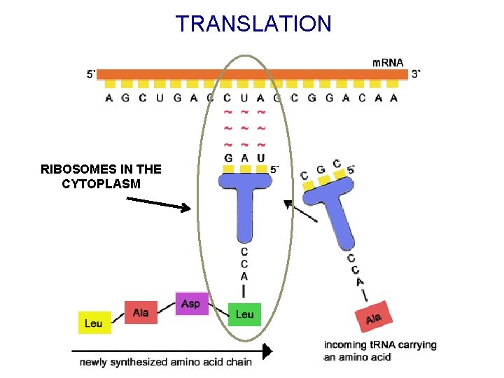 TRANSLATION RIBOSOMES IN THE CYTOPLASM 