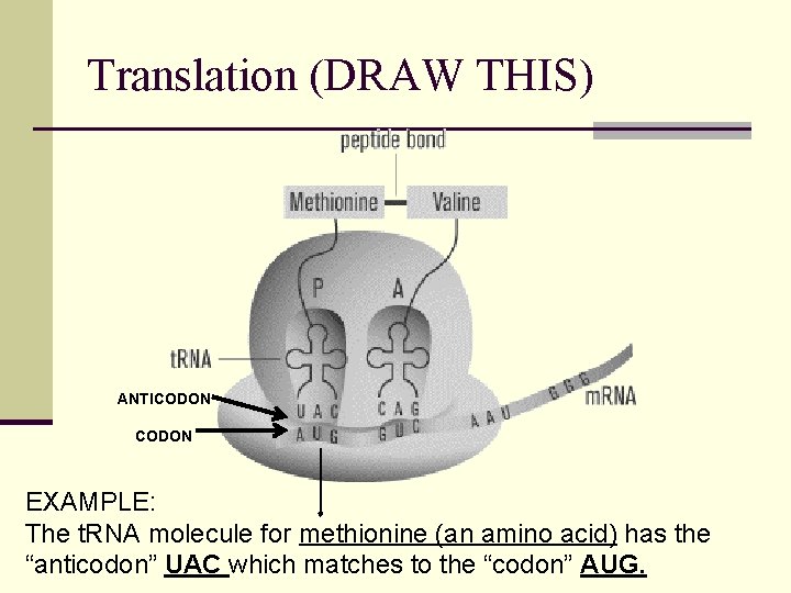 Translation (DRAW THIS) ANTICODON EXAMPLE: The t. RNA molecule for methionine (an amino acid)