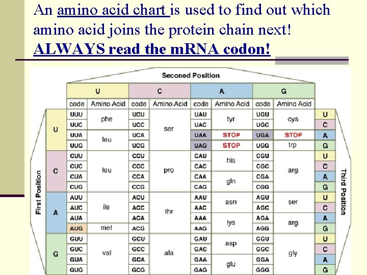 An amino acid chart is used to find out which amino acid joins the