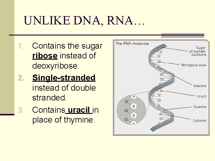 UNLIKE DNA, RNA… Contains the sugar ribose instead of deoxyribose. 2. Single-stranded instead of