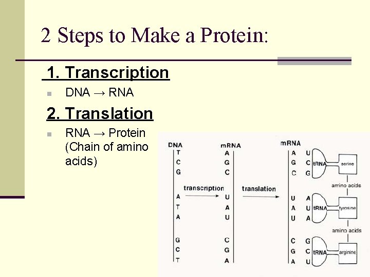 2 Steps to Make a Protein: 1. Transcription n DNA → RNA 2. Translation