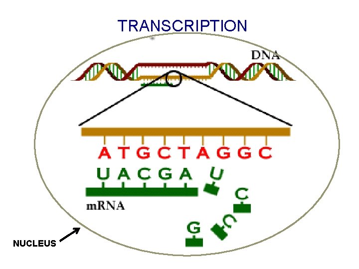 TRANSCRIPTION NUCLEUS 