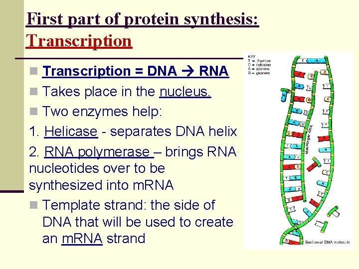 First part of protein synthesis: Transcription n Transcription = DNA RNA n Takes place