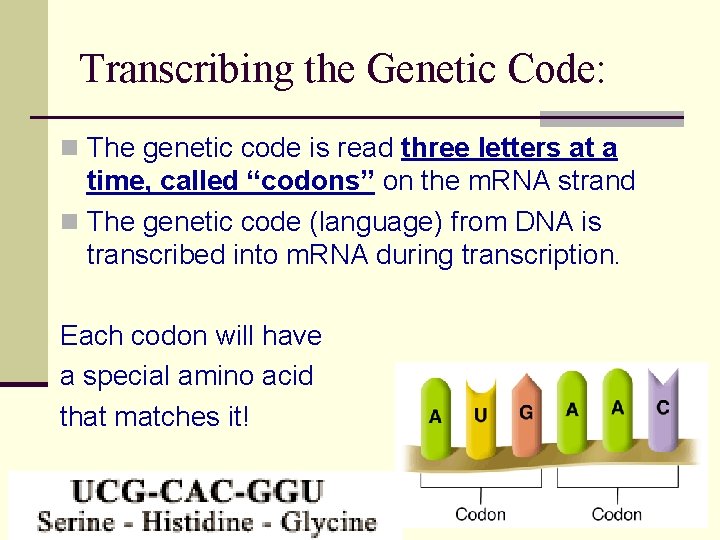 Transcribing the Genetic Code: n The genetic code is read three letters at a