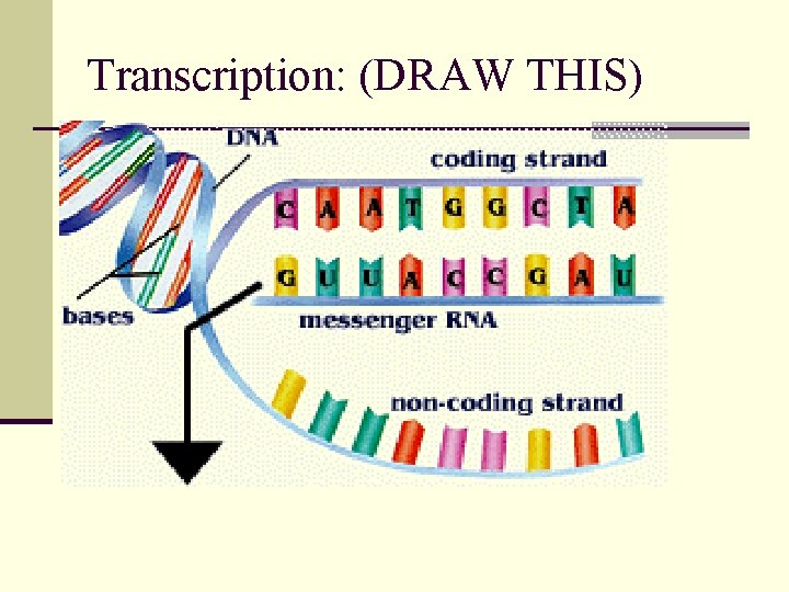 Transcription: (DRAW THIS) 