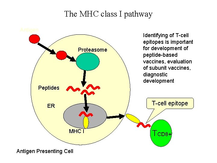 The MHC class I pathway Antigen Proteasome Identifying of T-cell epitopes is important for