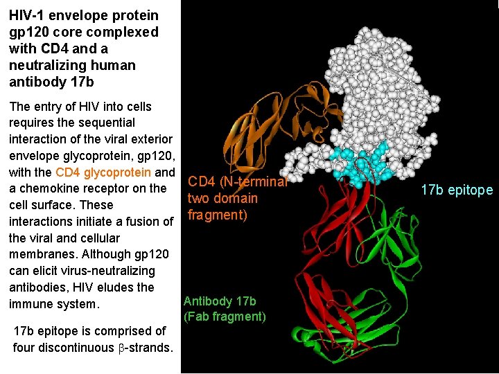 HIV-1 envelope protein gp 120 core complexed with CD 4 and a neutralizing human