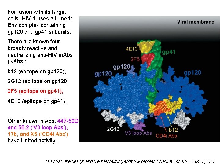 For fusion with its target cells, HIV-1 uses a trimeric Env complex containing gp