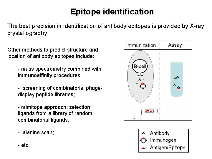 Epitope identification The best precision in identification of antibody epitopes is provided by X-ray