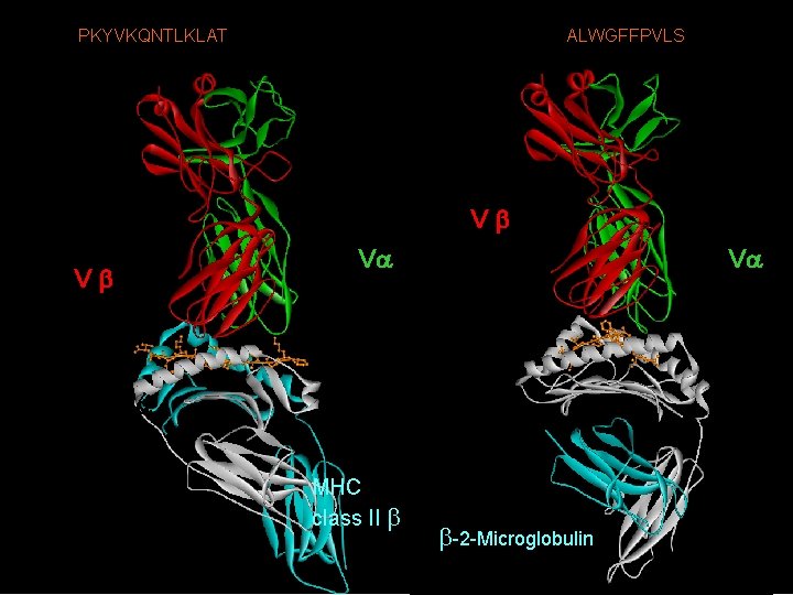 Complex Of A Human TCR, Influenza HA Antigen Peptide (PKYVKQNTLKLAT) and MHC Class II