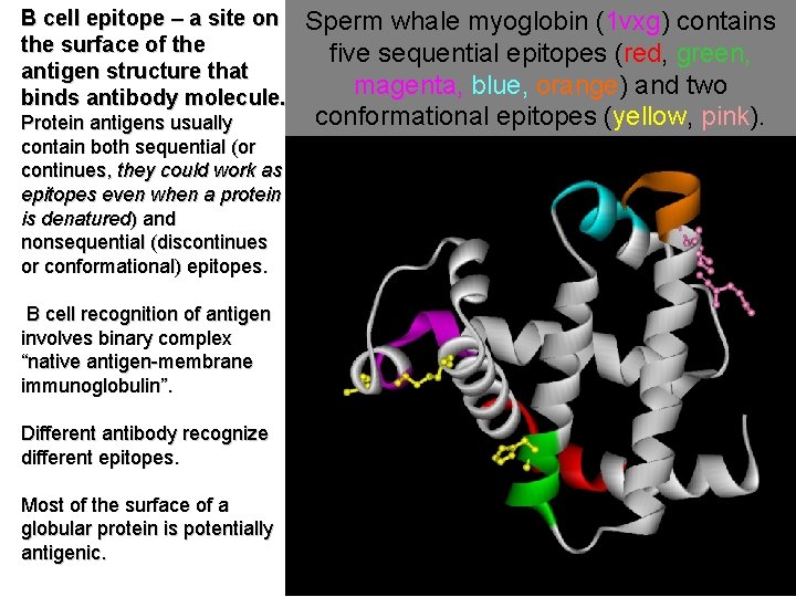 B cell epitope – a site on the surface of the antigen structure that