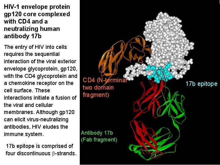 HIV-1 envelope protein gp 120 core complexed with CD 4 and a neutralizing human