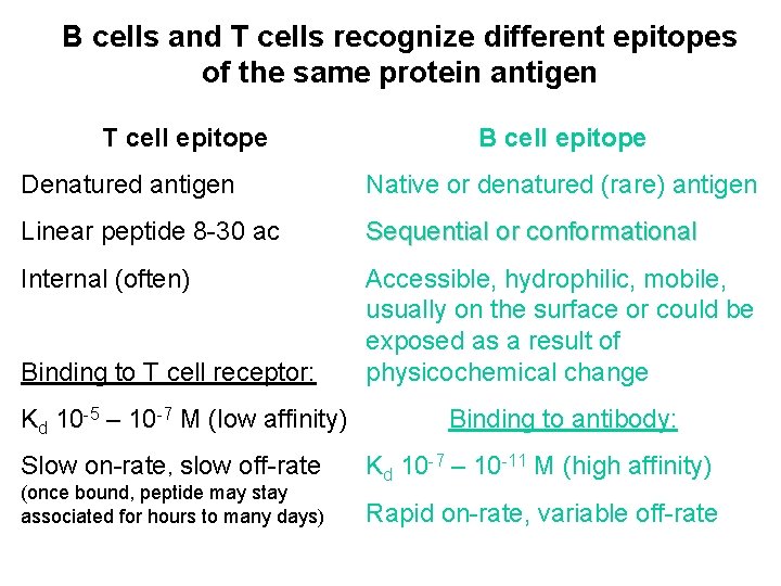 B cells and T cells recognize different epitopes of the same protein antigen T