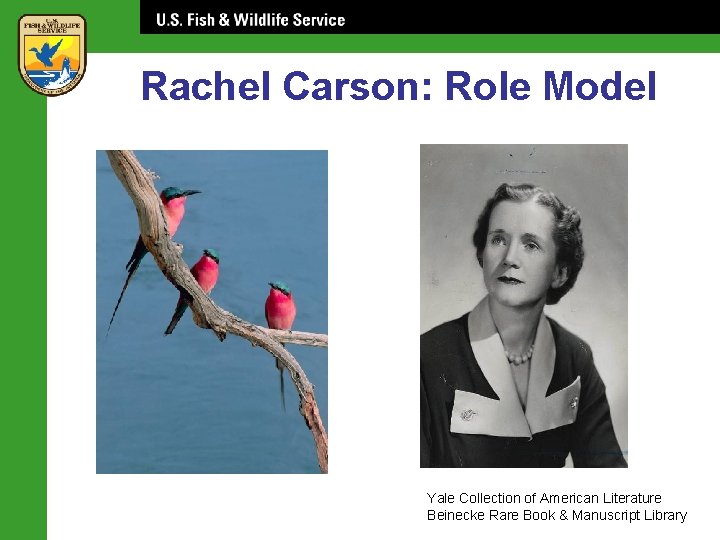 Rachel Carson: Role Model Yale Collection of American Literature Beinecke Rare Book & Manuscript