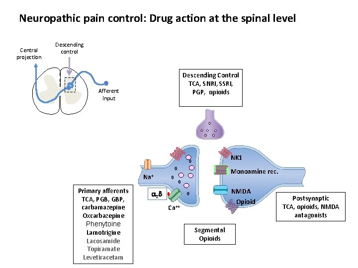 Neuropathic pain control: Drug action at the spinal level Central projection Descending control Descending