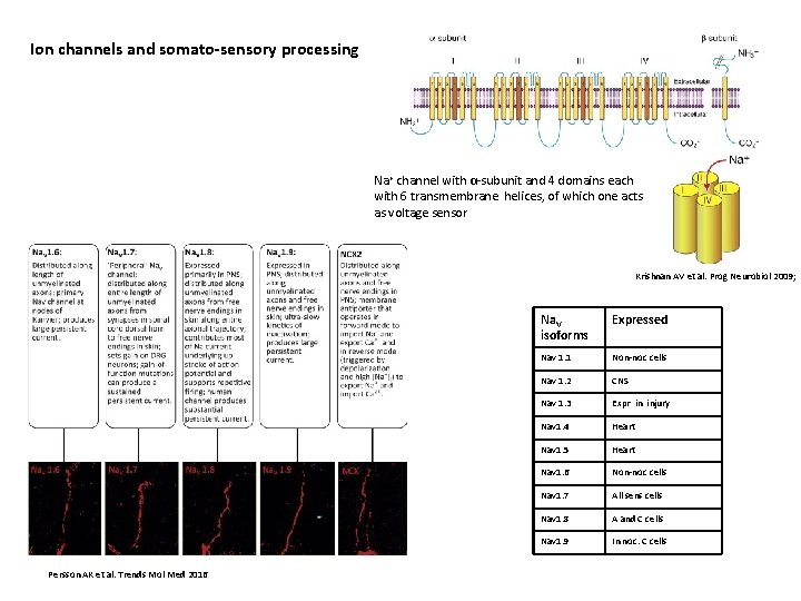 Ion channels and somato-sensory processing Na+ channel with α-subunit and 4 domains each with