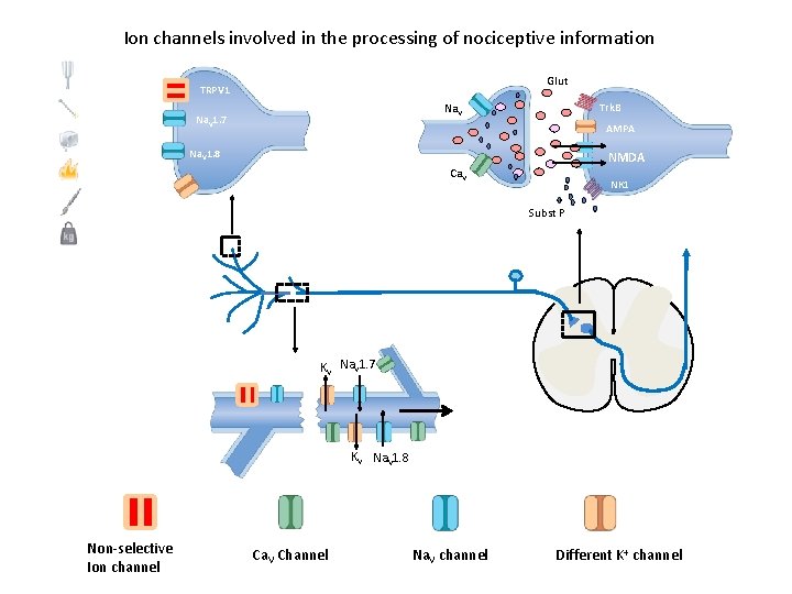 Ion channels involved in the processing of nociceptive information Glut TRPV 1 Trk. B