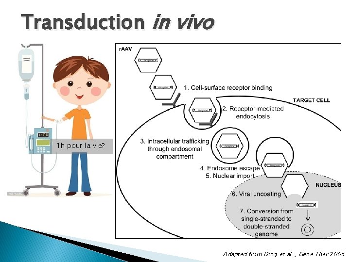 Transduction in vivo 1 h pour la vie? Adapted from Ding et al. , Transduction in vivo 1 h pour la vie? Adapted from Ding et al. ,