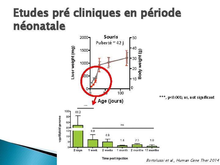 Etudes pré cliniques en période néonatale Souris Puberté ~ 42 j Age (jours) ***, Etudes pré cliniques en période néonatale Souris Puberté ~ 42 j Age (jours) ***,
