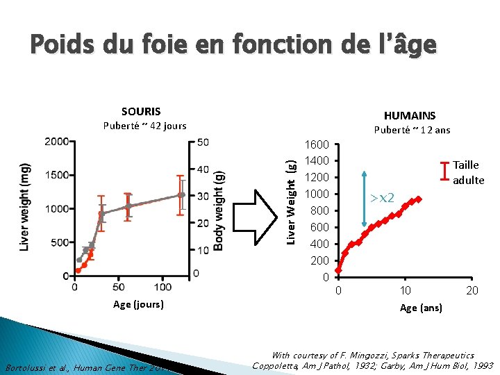 Poids du foie en fonction de l’âge SOURIS HUMAINS Puberté ~ 42 jours Liver Poids du foie en fonction de l’âge SOURIS HUMAINS Puberté ~ 42 jours Liver