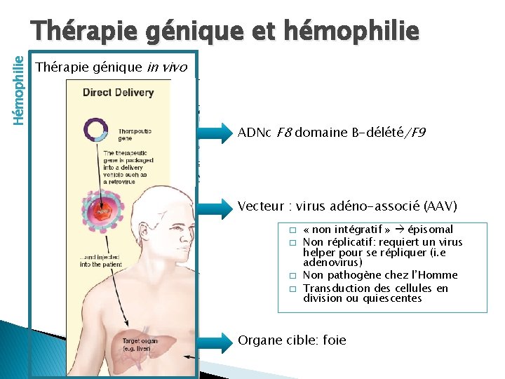 Hémophilie Thérapie génique et hémophilie Thérapie génique in vivo ADNc F 8 domaine B-délété/F Hémophilie Thérapie génique et hémophilie Thérapie génique in vivo ADNc F 8 domaine B-délété/F