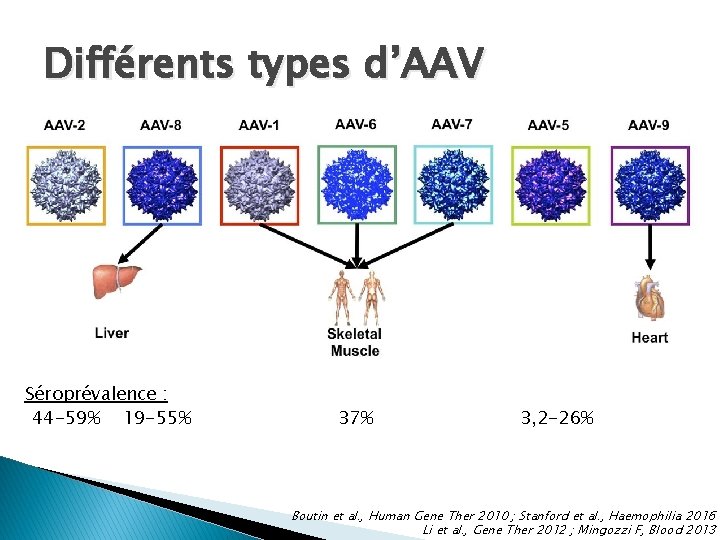 Différents types d’AAV Séroprévalence : 44 -59% 19 -55% 37% 3, 2 -26% Boutin Différents types d’AAV Séroprévalence : 44 -59% 19 -55% 37% 3, 2 -26% Boutin