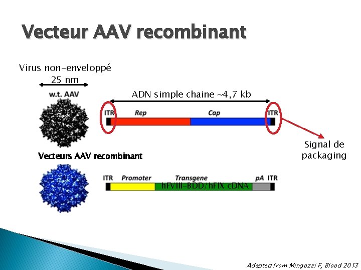 Vecteur AAV recombinant Virus non-enveloppé 25 nm ADN simple chaine ~4, 7 kb Signal Vecteur AAV recombinant Virus non-enveloppé 25 nm ADN simple chaine ~4, 7 kb Signal