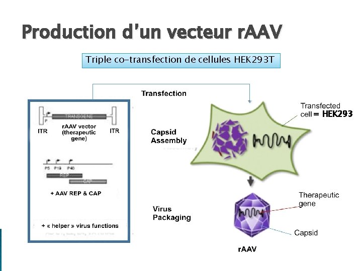 Production d’un vecteur r. AAV Triple co-transfection de cellules HEK 293 T = HEK Production d’un vecteur r. AAV Triple co-transfection de cellules HEK 293 T = HEK