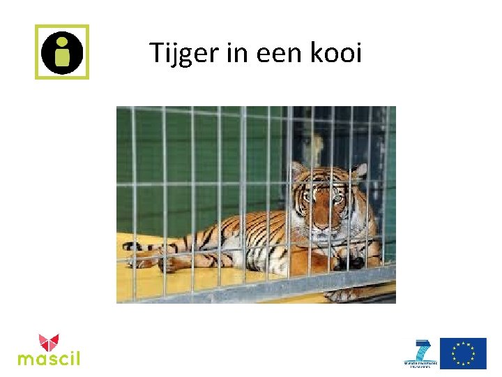 Tijger in een kooi 