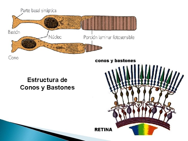 Estructura de Conos y Bastones 